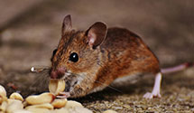 24 Hour & Emergency Exterminators in Neshanic Sta, NJ